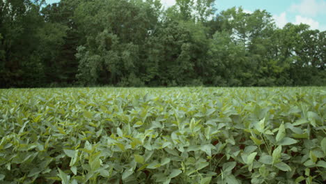 Wide-shot-of-a-bean-field-in-rural-North-Carolina
