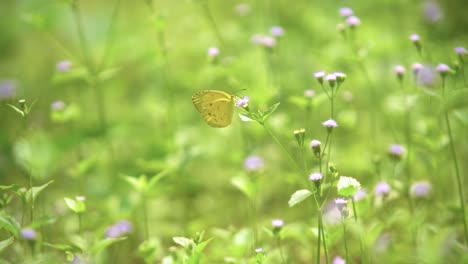 Schmetterling-Bestäubt-Blumen-In-Natürlicher-Umgebung-5
