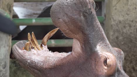Hipopótamo-Esperando-Ser-Alimentado-En-La-Reserva-De-Vida-Silvestre