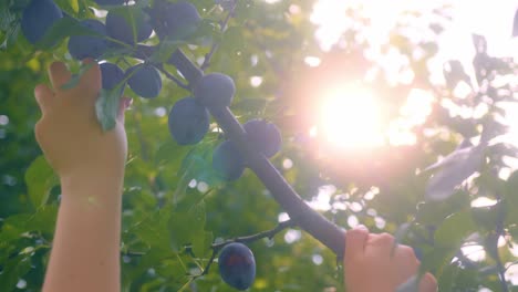 Person-harvesting-organic-plums-straight-from-the-tree-in-the-evening-light-behind