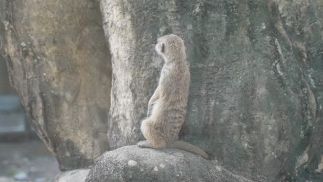 Meerkat-Standing-on-Large-Rock
