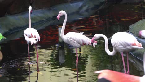 Flock-of-greater-flamingo,-phoenicopterus-roseus,-standing-in-the-pond,-one-pee-on-the-right-and-another-spread-its-wings-and-join-the-group-at-Langkawi-wildlife-park,-handheld-motion-close-up-shot