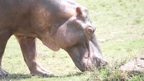 Cerca-De-Hipopótamo-Comiendo-Hierba-En-El-Lado-De-La-Roca