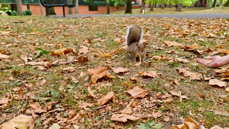 Ein-Eichhörnchen,-Das-Im-Herbst-Im-Park-Mit-Erdnüssen-Aus-Der-Hand-Eines-Mädchens-Gefüttert-Wird