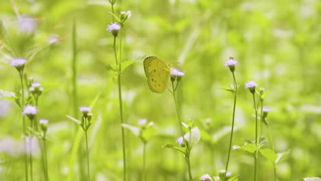 Schmetterling-Bestäubt-Blumen-In-Natürlicher-Umgebung-4