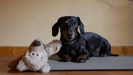Black-And-Tan-Miniature-Dachshund-Lying-On-The-Floor-With-Teddy-Bear-With-Guilty-Look-To-His-Owner