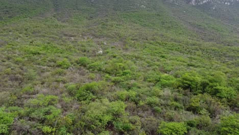 Trees-and-cactus-showing-in-the-mountain
