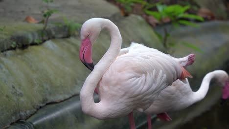 Exotic-greater-flamingo,-phoenicopterus-roseus-with-bill-is-pink-with-a-restricted-black-tip,-standing-with-one-leg-in-the-water-pond-at-langkawi-wildlife-park,-wildlife-handheld-motion-close-up-shot