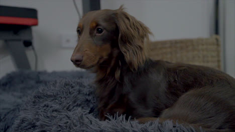 Cute-Dachshund-puppy-sitting-on-it's-bed-before-walking-off