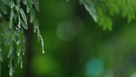 Drizzling-rain-soaked-the-green-leaves