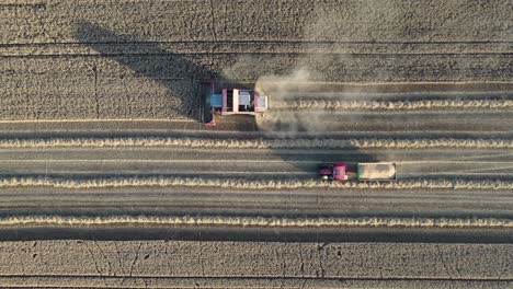 Top-Down-Aerial-View,-Grain-Harvester-and-Chaser-Bin-With-Tractor-on-Wheat-Plantation,-High-Angle-Drone-Shot