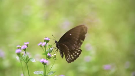 Black-and-white-butterfly-pollinating-flowers-in-natural-environment