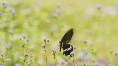 Schmetterling-Bestäubt-Blumen-In-Natürlicher-Umgebung-1