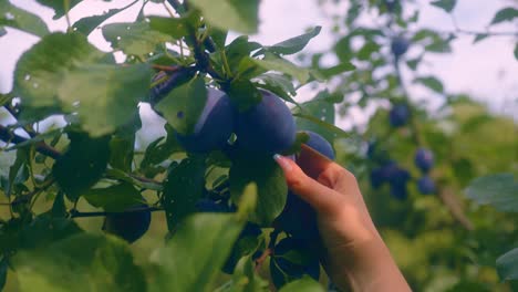 Human-hand-harvesting-plums-straight-from-the-tree