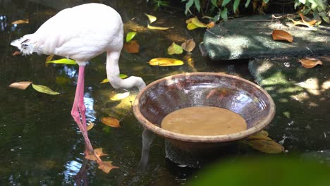 Rosa-Flamingo,-Phoenicopterus-Roseus,-Stehen-Neben-Einer-Schüssel-Mit-Schlammigem-Wasser-Und-Saugen-Sowohl-Schlamm-Als-Auch-Wasser-Auf,-Um-Die-Leckeren-Algen,-Krebstiere-Und-Weichtiere-Im-Langkawi-Wildlife-Park-Herauszufiltern