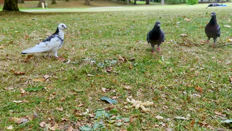 Pigeons-trying-to-steal-peanuts-from-a-squrrel-in-the-park-during-autumn