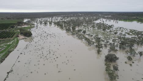 Hochwasser,-Das-Den-Darling-River-Bei-Menindee-Nsw,-Australien,-Hinunterfährt