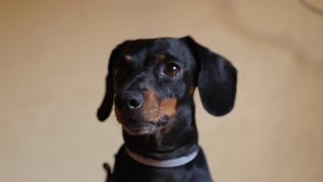 Close-Up-Of-Black-And-Tan-Miniature-Dachshund-Crying-In-Front-Of-Camera