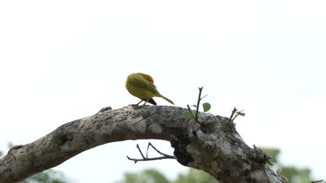 Cute-Tiny-Yellow-Bird-Scratching-Itself