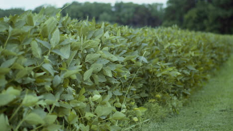 Close-up-of-a-bean-field-in-rural-North-Carolina