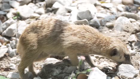 Meerkat-Sniffing-and-Walking-on-Rocks
