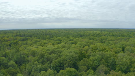 Drone-view-moving-backwards-over-a-large-canopy-of-trees-on-a-cloudy-day-to-eventually-reveal-a-river-with-cottages-and-docks