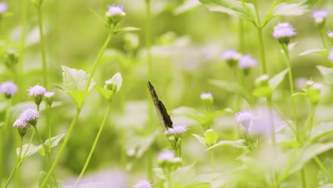 Schmetterling-Bestäubt-Blumen-In-Natürlicher-Umgebung