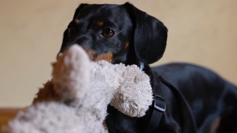 Miniature-Dachshund-Looking-At-Camera-From-Behind-Of-Its-Teddy-Bear
