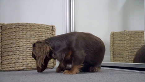 Dachshund-puppy-sniffing-around-the-carpet