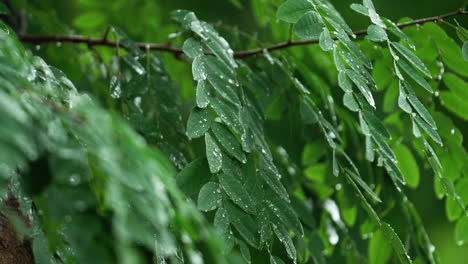 Drizzling-rain-soaked-the-green-leaves-2