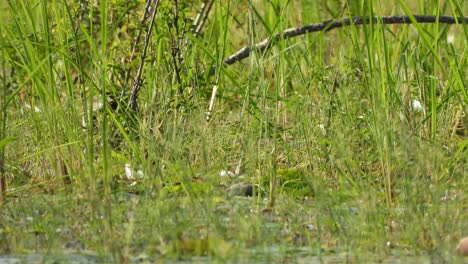 White-breasted-waterhen-in-pond---grass---water-