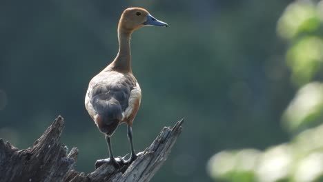 Whistling-duck---pond-are---relaxing-