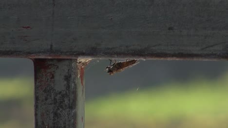 Nahaufnahme-Eines-Insekts-Am-Rand-Einer-Metallstange,-Unscharfer-Hintergrund