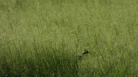 White---breasted-waterhen-in-grass-and-finding-food-