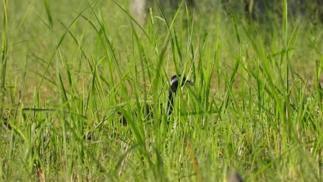 White-breasted-waterhen---pond--green-grass-
