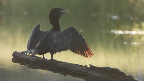 Cormorant-in-pond-area-