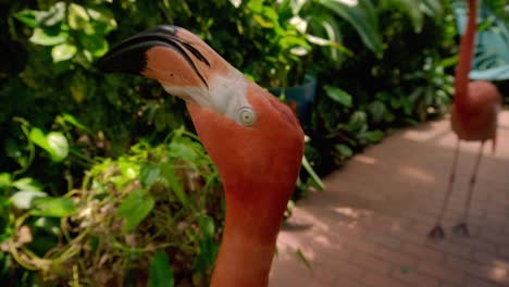 Nahaufnahme-Von-Zwei-Flamingos,-Die-Im-Schmetterlingsmuseum-In-Key-West,-Florida,-Schnell-Den-Kopf-Drehen