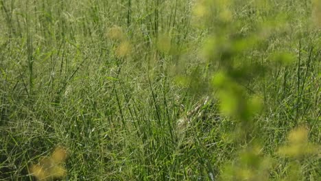 White--breasted-waterhen-bird-in-green-grass---finding--walking-