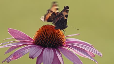 Dos-Mariposas-Comiendo-Néctar-De-Coneflower-Púrpura