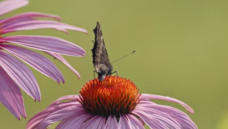Small-Tortoiseshell-Butterfly-eating-Nectar-From-orange-Coneflower---macro-static-shot