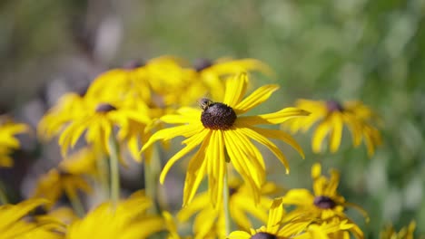 Einzelne-Biene-Auf-Einer-Gelben-Blume,-Die-Am-Ende-Wegfliegt