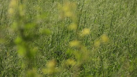 Weißbrust-Wasserhühner-Blumen-Gras