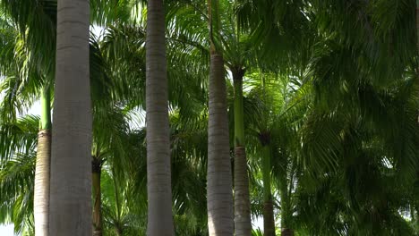 Palm-trees,-tree-brunch-and-green-leaves
