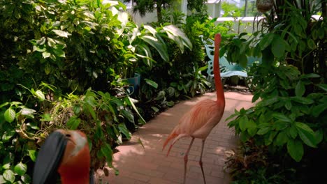 Wide-Shot-of-Two-Confused-Flamingos-turning-their-heads-quickly