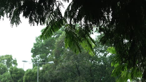Drizzling-rain-drenches-the-green-leaves