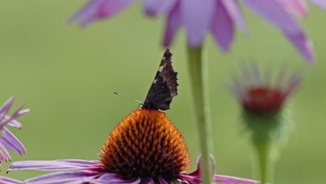 Small-Tortoiseshell-Butterfly-sitting-on-Purple-Coneflower---macro