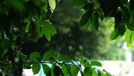 Drizzling-rain-soaked-the-green-leaves-1