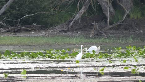A-White-Great-Egret-a-Swan-and-a-Gray-Heron-Walking-Between-Water-Lillies-on-a-Side-Arm-of-the-Rhine-River-1