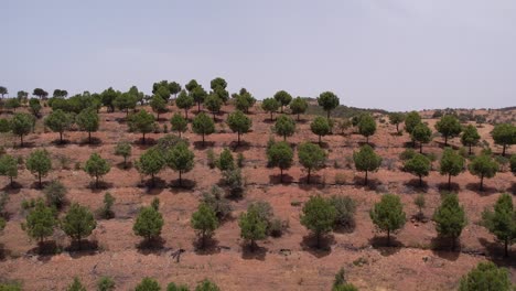 Drone-flyover-aligned-tree-plantation-revealing-scenic-valley-Alentejo-Landscape
