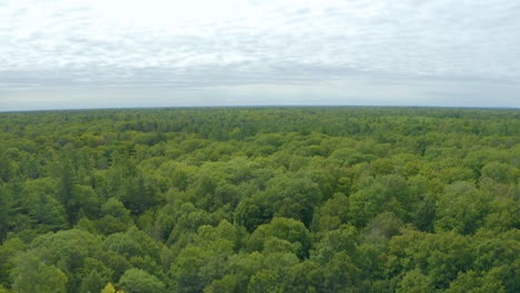 Aerial-view-flying-over-a-large-canopy-of-trees-on-a-cloudy-day